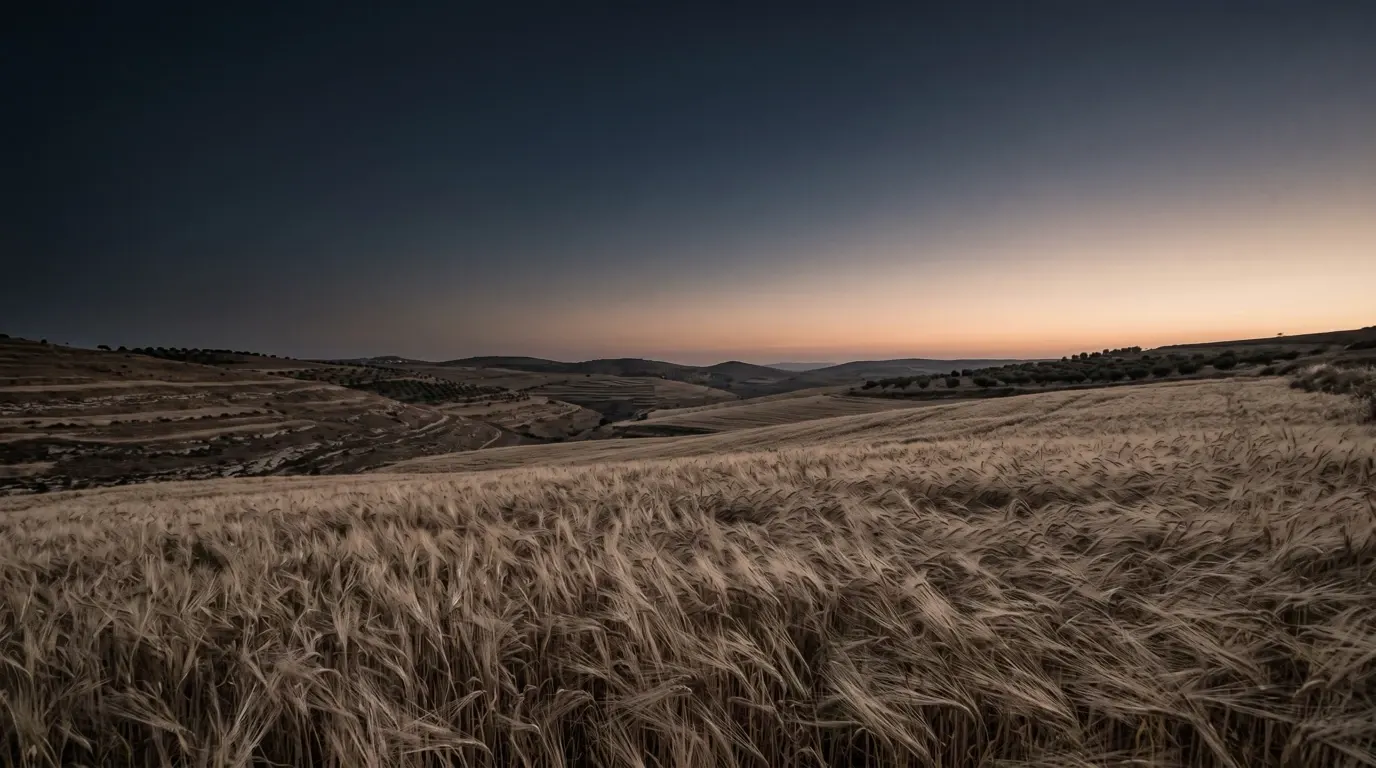 A field of ripe barley bent all one way by a strong wind.