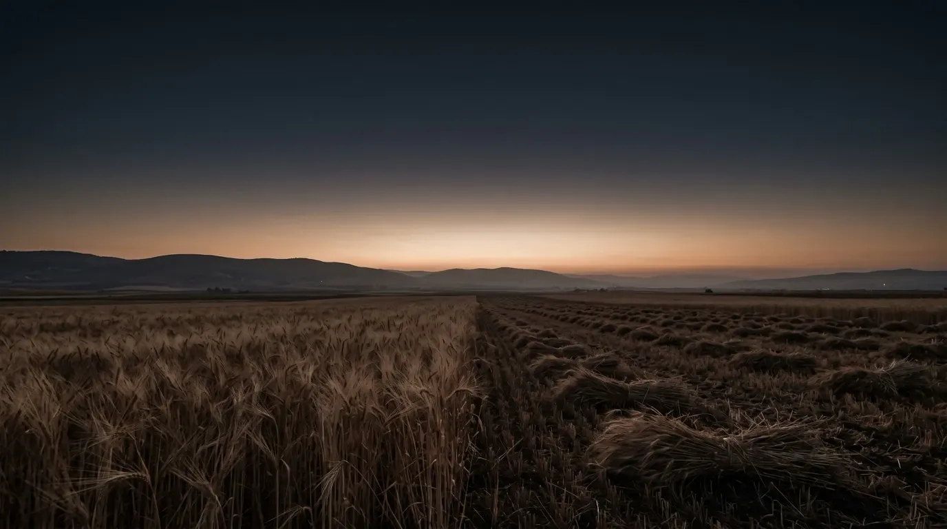 A field half harvested, the standing grain beside the rows already cut.