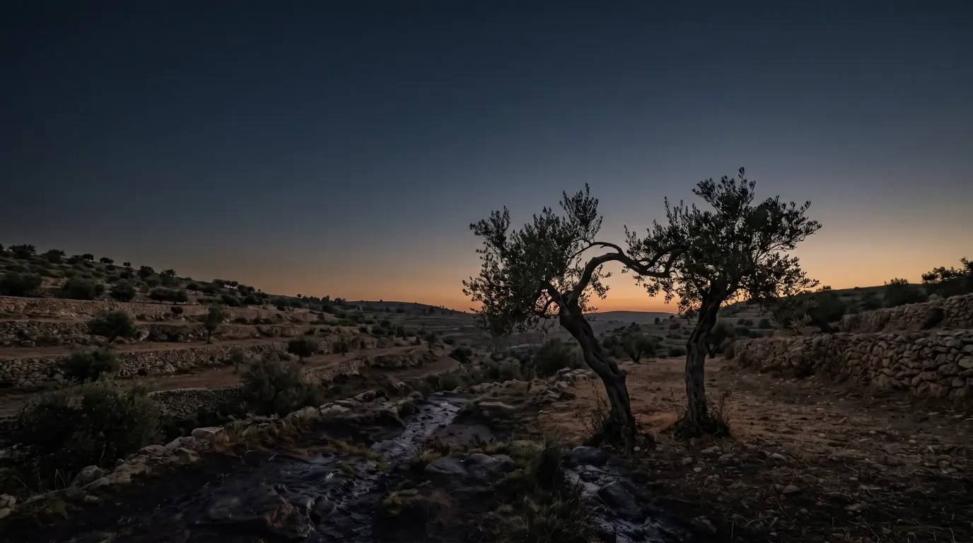Two young olive trees planted close, one bending its branches across the other.