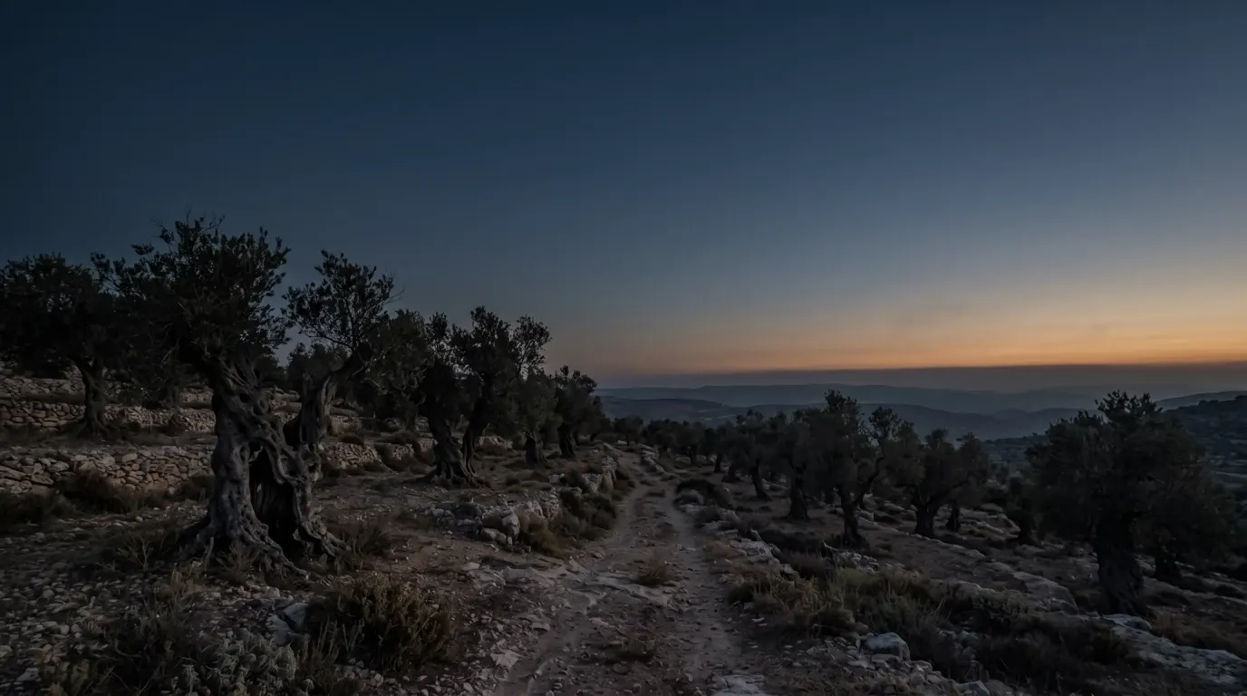 Very old olive trees with twisted, hollowed trunks along a path on terraced limestone hills.