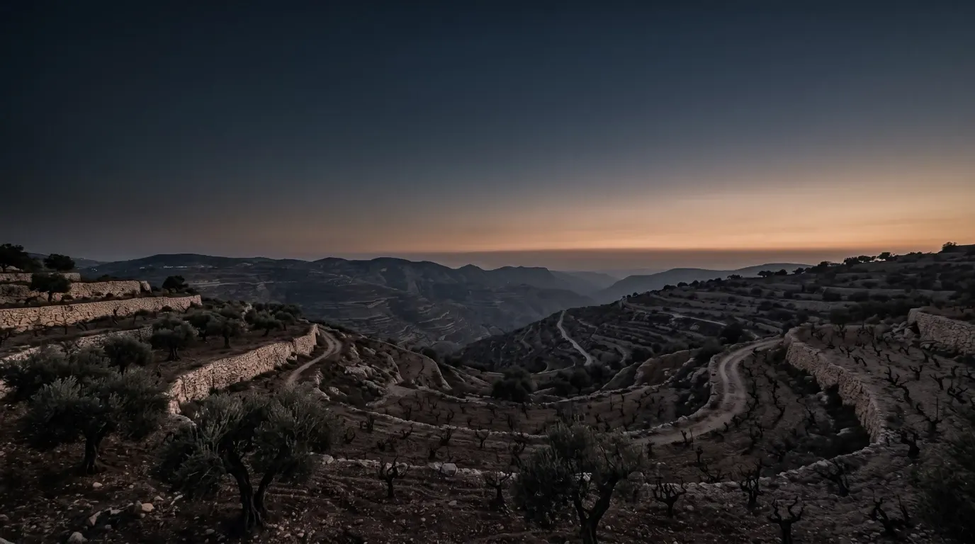 Old olive groves and vineyards on terraced hills.