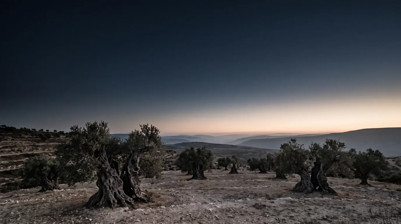A very old olive grove on a dry terraced hillside, the trunks hollowed and split with age.