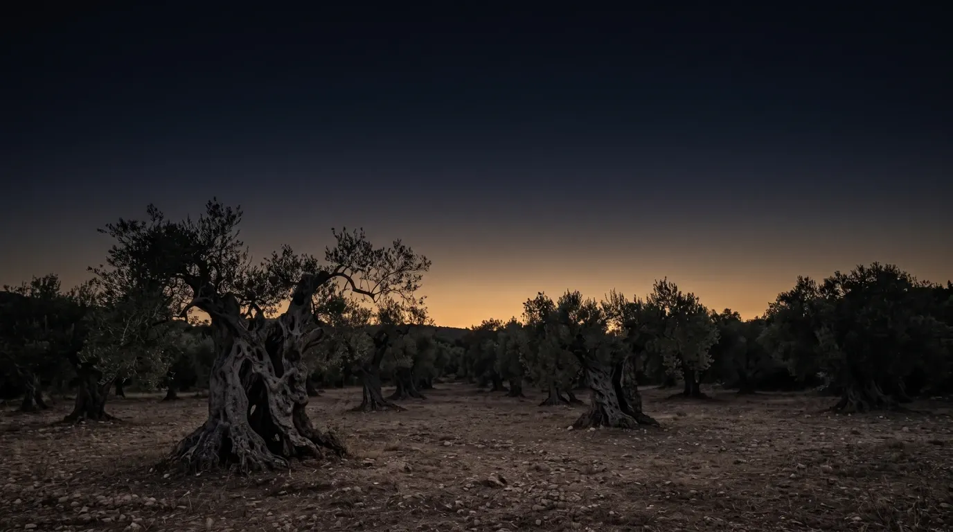 An old olive grove at night, gnarled trunks over dry stony ground.