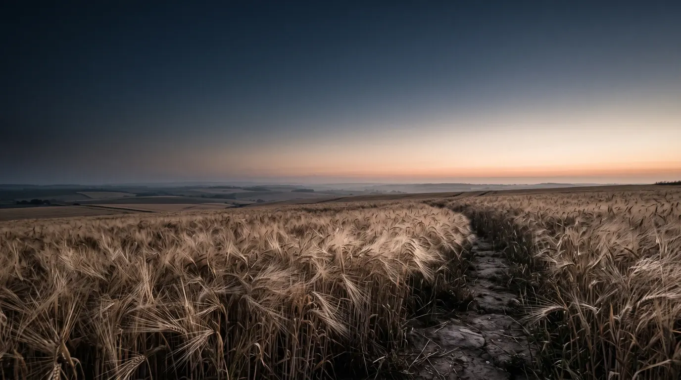 A field of ripe grain at harvest with a worn footpath crossing it, open country beyond.