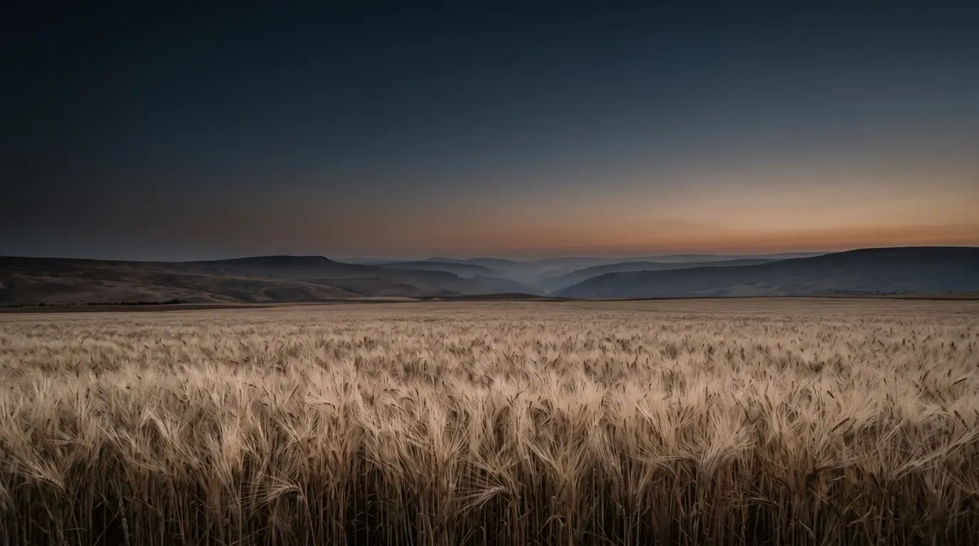Ripe grain standing ready for harvest in a wide field.