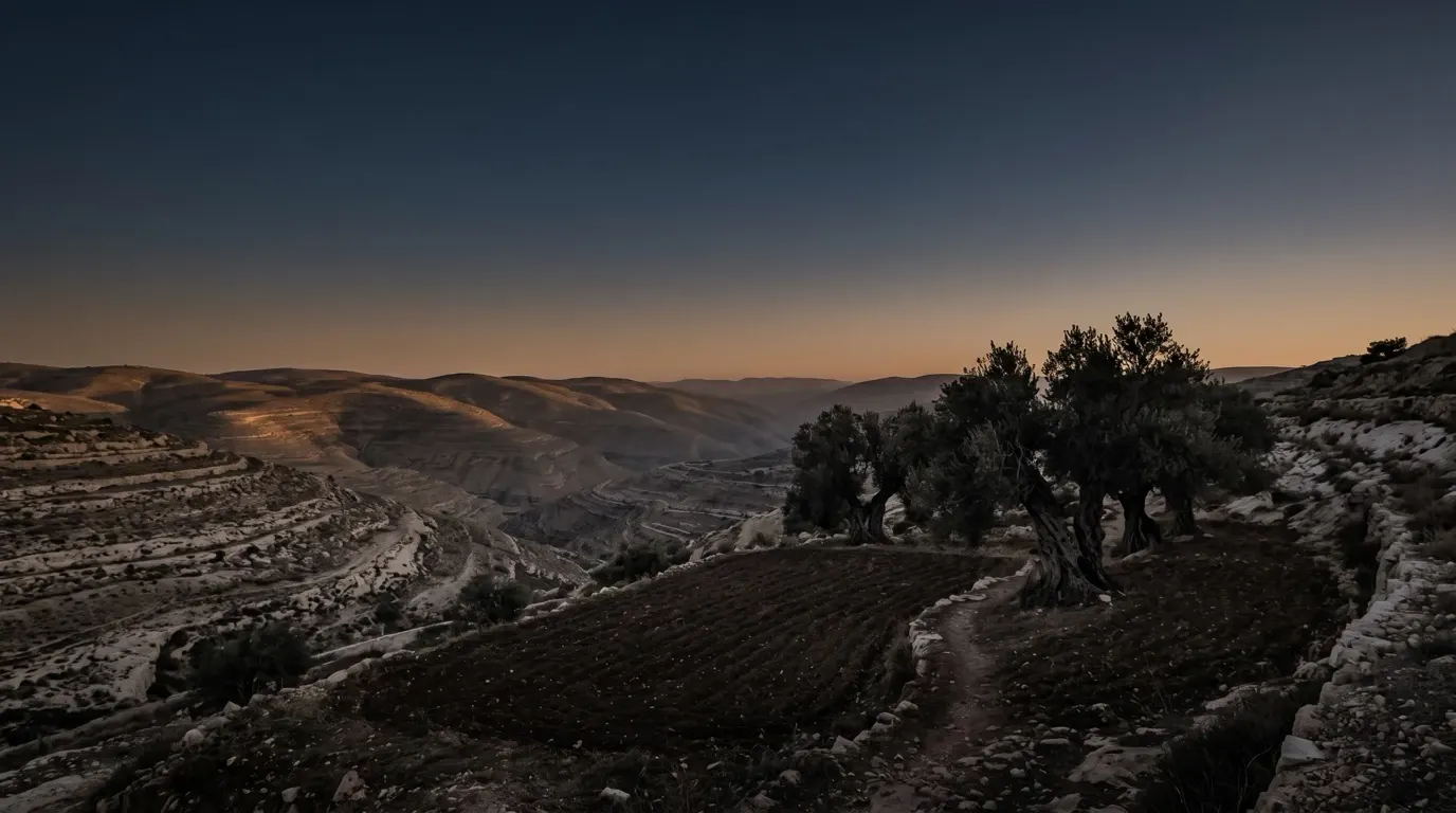 A small tilled plot under old olive trees on a terraced hillside.