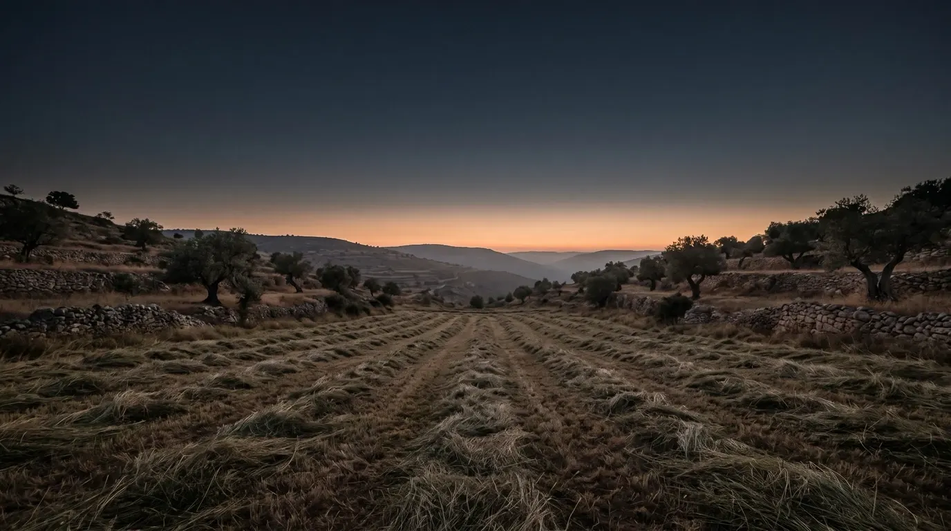 A field of cut grass drying in long rows among olive trees.
