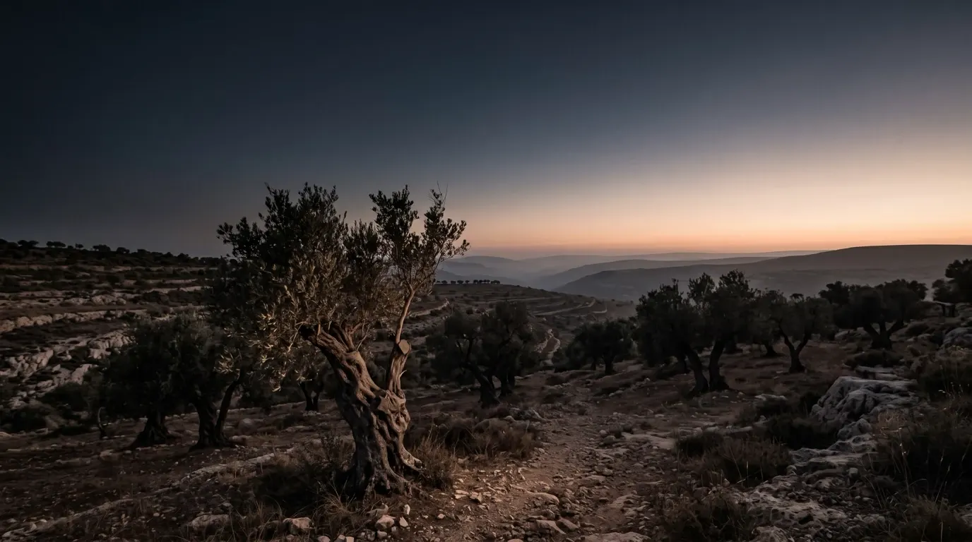 An old olive tree, a younger branch rising from a cut limb.