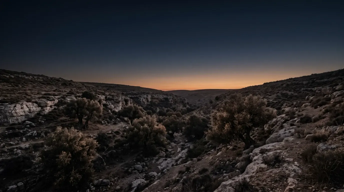 Dark myrtle trees in a shadowed ravine among pale rocks.